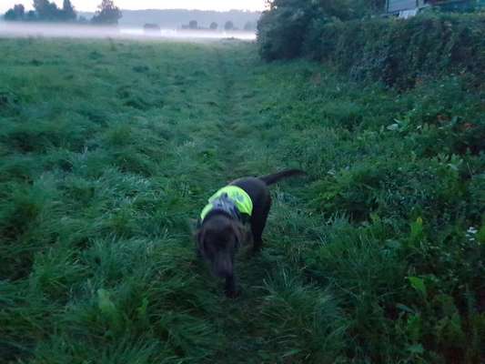 Hundetreffen-Junghundetreffen-Bild