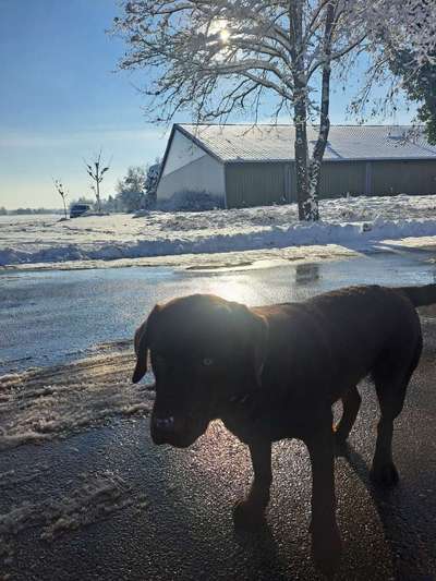 Hundetreffen-Nachwuchs geplant, suche LABRADORrüde (braun Showlinie mit Papieren) für Treffen-Bild