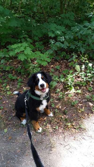 Berner Sennen-Beitrag-Bild