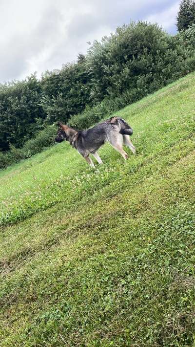 Hundetreffen-Spielkameraden gesucht-Bild