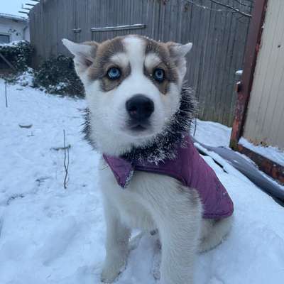 aktuelles Foto Gruppe Shepsky (Schäferhund-Husky-Mischlinge)
