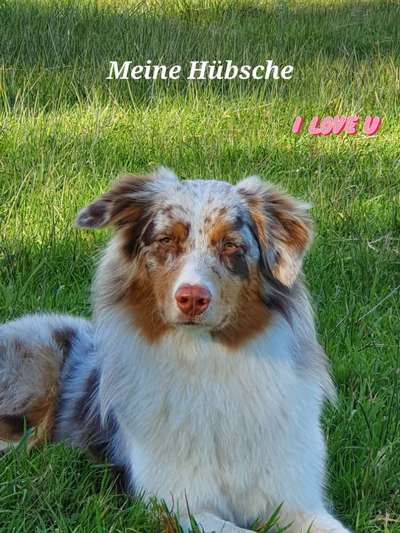 Hundetreffen-Aussies in der Lüneburger Heide?-Bild