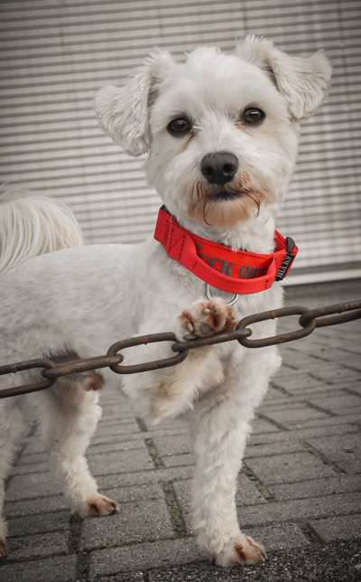 Die Dogorama Kalender Challenge 4/4-Beitrag-Bild