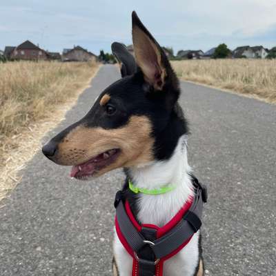 Hundetreffen-Gassi/Spielerunde Gangelt/Birgden-Profilbild