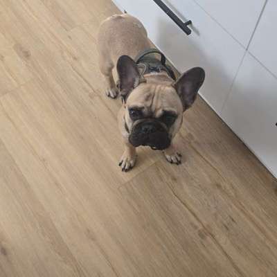 aktuelles Foto Gruppe Französische Bulldogge