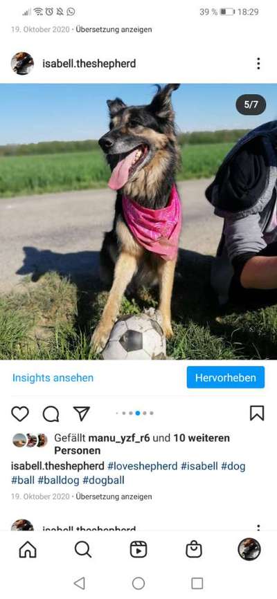 Zeigt mal die schönsten Bilder von euren Hunden !-Beitrag-Bild