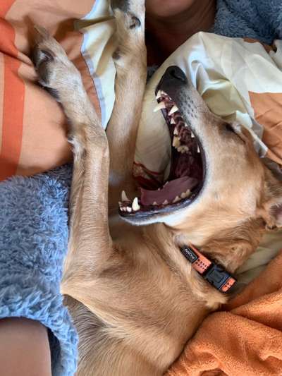 Gemeinsames Kuscheln im Bett!-Beitrag-Bild