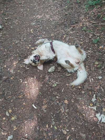 Die Dogorama Wochen Challenge-Beitrag-Bild