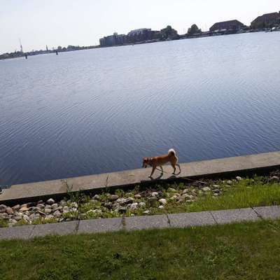 Die Dogorama Monats Challenge "Es grünt und blüht"-Beitrag-Bild