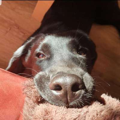 CHALLENGE NR. 19 - Der Hundeblick-Beitrag-Bild