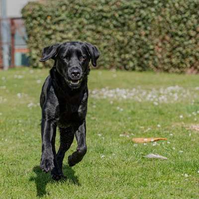 Hundetreffen-Spieltreffen und/oder gemeinsame Spaziergänge-Bild