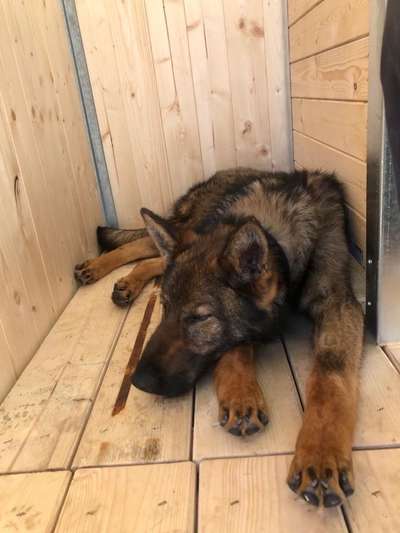 Wie kamst du zu deinem Hund?-Beitrag-Bild