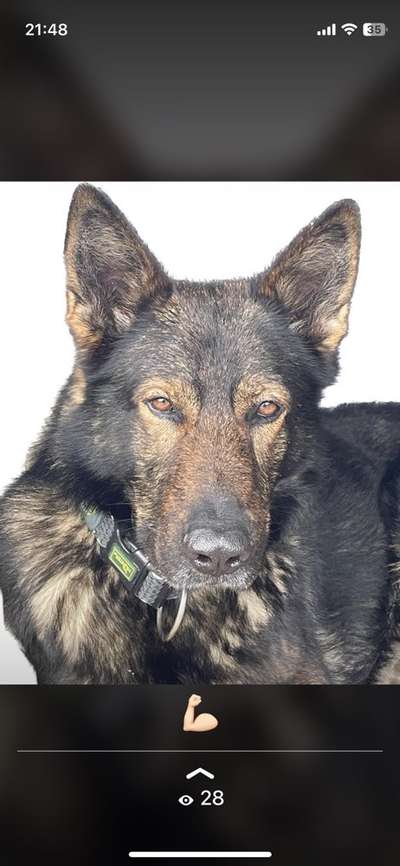 149. Foto Challenge: Wer ist hier der Boss!-Beitrag-Bild