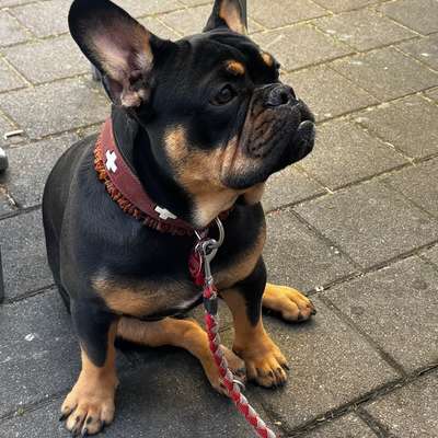 Hundetreffen-Welpentreffen-Bild