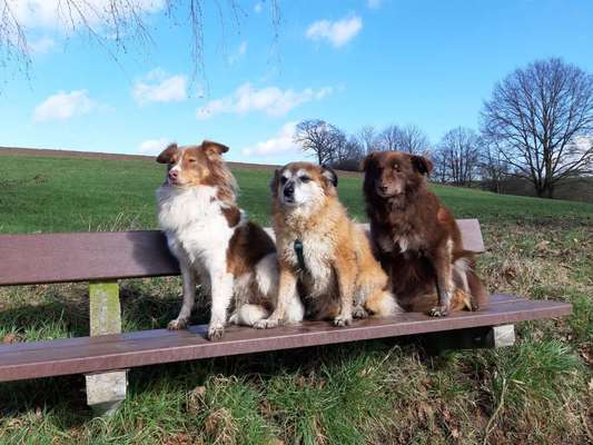 Auslandstierschutz-Beitrag-Bild