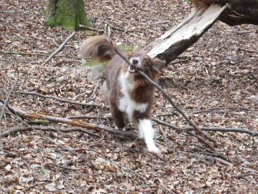 Seelenhunde-Beitrag-Bild