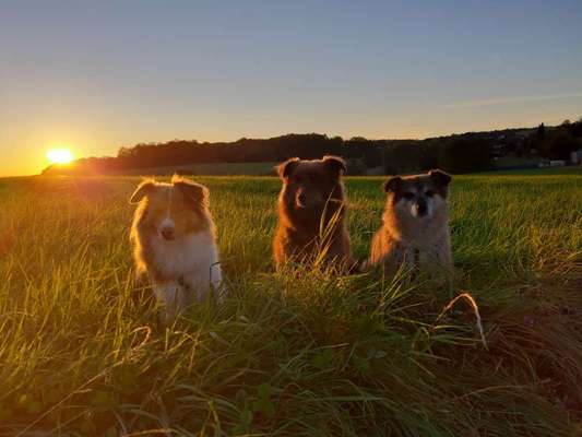 Auslandstierschutz-Beitrag-Bild