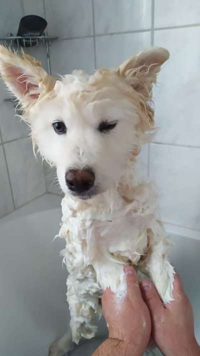 Samojede-Beitrag-Bild