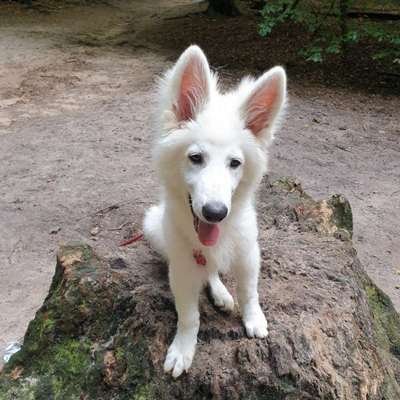 Hundetreffen-Welpentreffen harburg-Bild