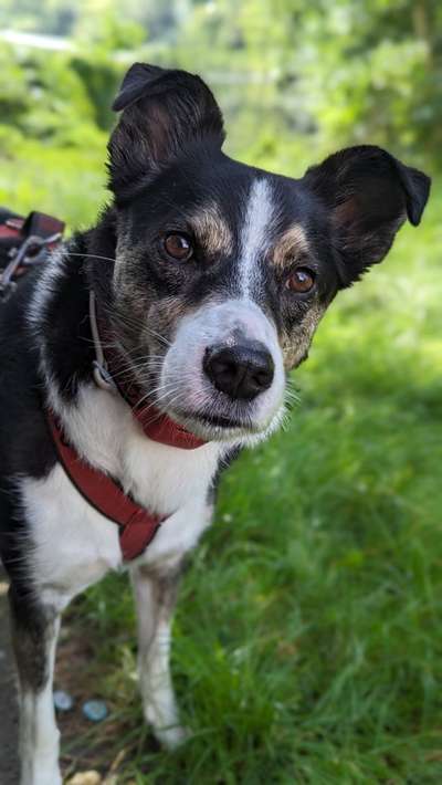 Alter unseres Hundes-Beitrag-Bild