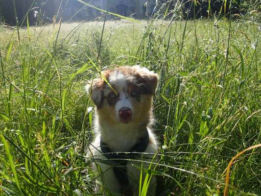 Welpen Bilder !-Beitrag-Bild