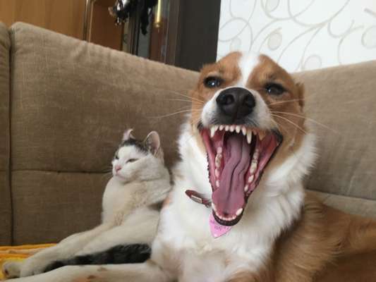 Zeige das lustigste Bild eures Hundis-Beitrag-Bild