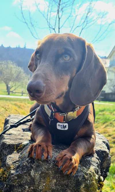 Dogorama Photo Challenge - Steine/Felsen-Beitrag-Bild