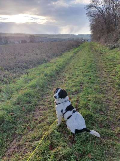 Hundetreffen-Spielen und Gassigehen-Bild