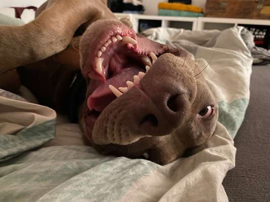 Dogorama Photo Challenge - Dein Hund beim Gähnen-Beitrag-Bild