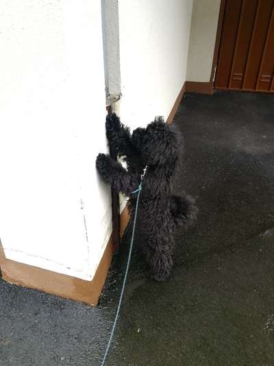 Welpen Bilder !-Beitrag-Bild