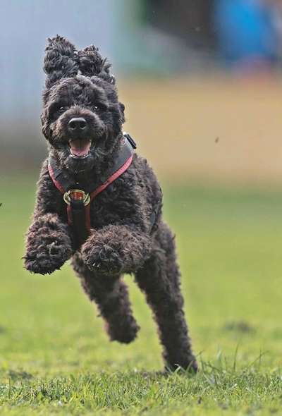 Hunde in Action-Beitrag-Bild