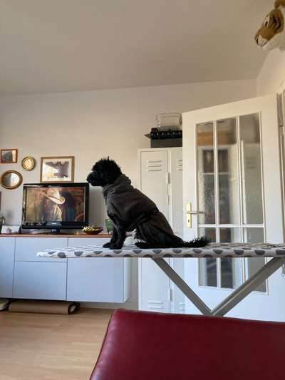 Alles rund um den Pudel-Beitrag-Bild