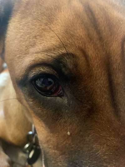 Rhodesian Ridgeback-Beitrag-Bild