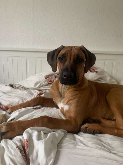 Rhodesian Ridgeback-Beitrag-Bild