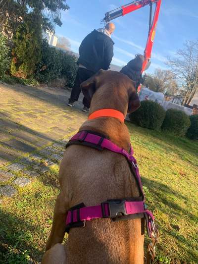 Rhodesian Ridgeback-Beitrag-Bild