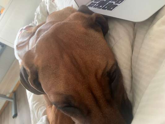 Rhodesian Ridgeback-Beitrag-Bild