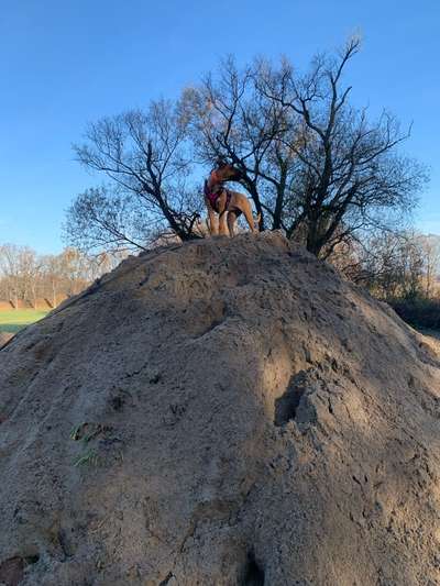 Rhodesian Ridgeback-Beitrag-Bild