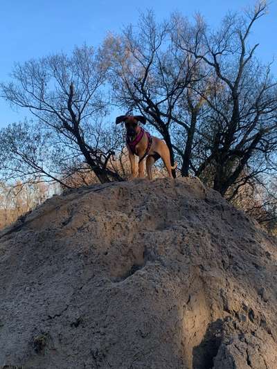 Rhodesian Ridgeback-Beitrag-Bild