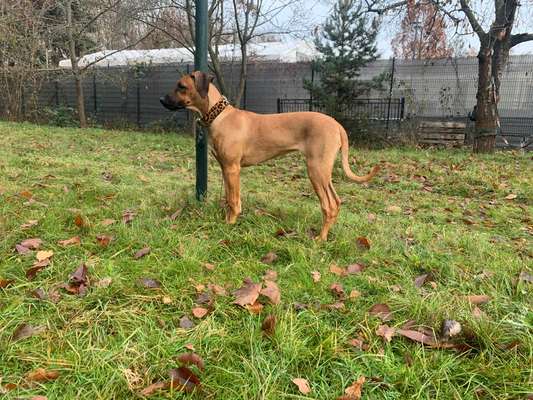 Rhodesian Ridgeback-Beitrag-Bild