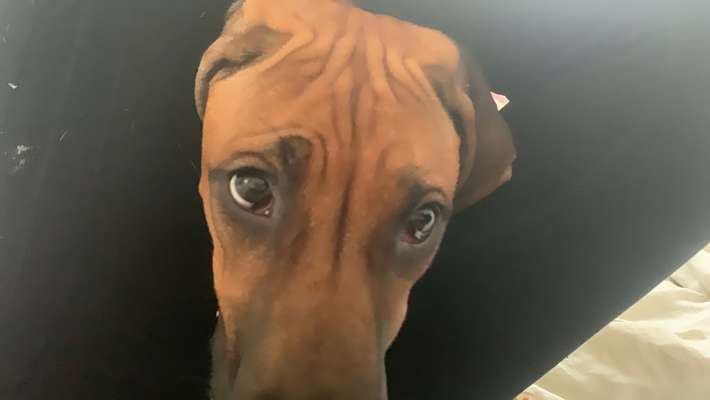 Rhodesian Ridgeback-Beitrag-Bild