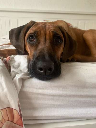 Rhodesian Ridgeback-Beitrag-Bild