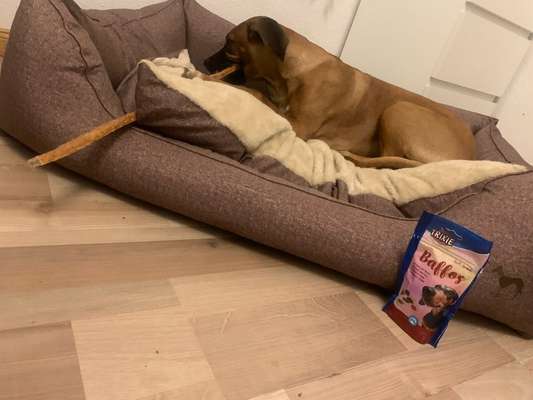 Rhodesian Ridgeback-Beitrag-Bild