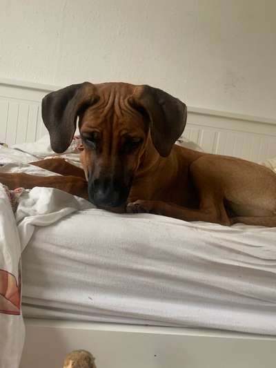 Rhodesian Ridgeback-Beitrag-Bild