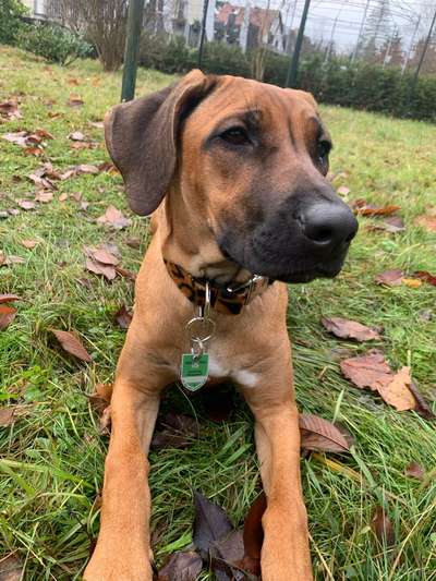 Rhodesian Ridgeback-Beitrag-Bild