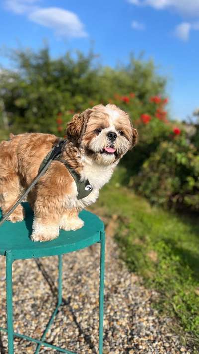 Hundetreffen-Spiel- und Gassifreunde-Bild