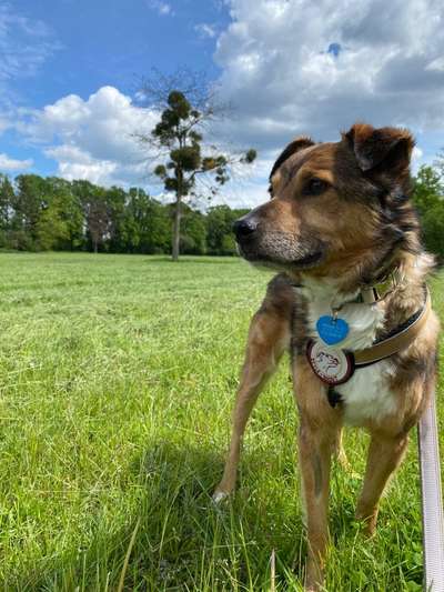 Mischlingshunde Foto Aufruf-Beitrag-Bild