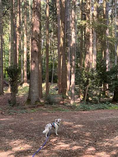 Foto -Challenge  Thema : Dein Hund Im Wald-Beitrag-Bild