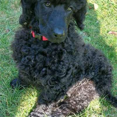 aktuelles Foto Gruppe Pudel