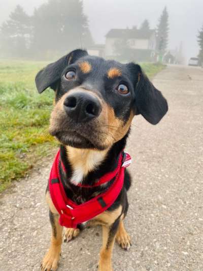 Dogorama Photo Challenge - Hundeblick zum hinschmelzen-Beitrag-Bild