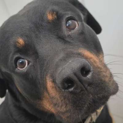 Seelenhunde's Profilbild